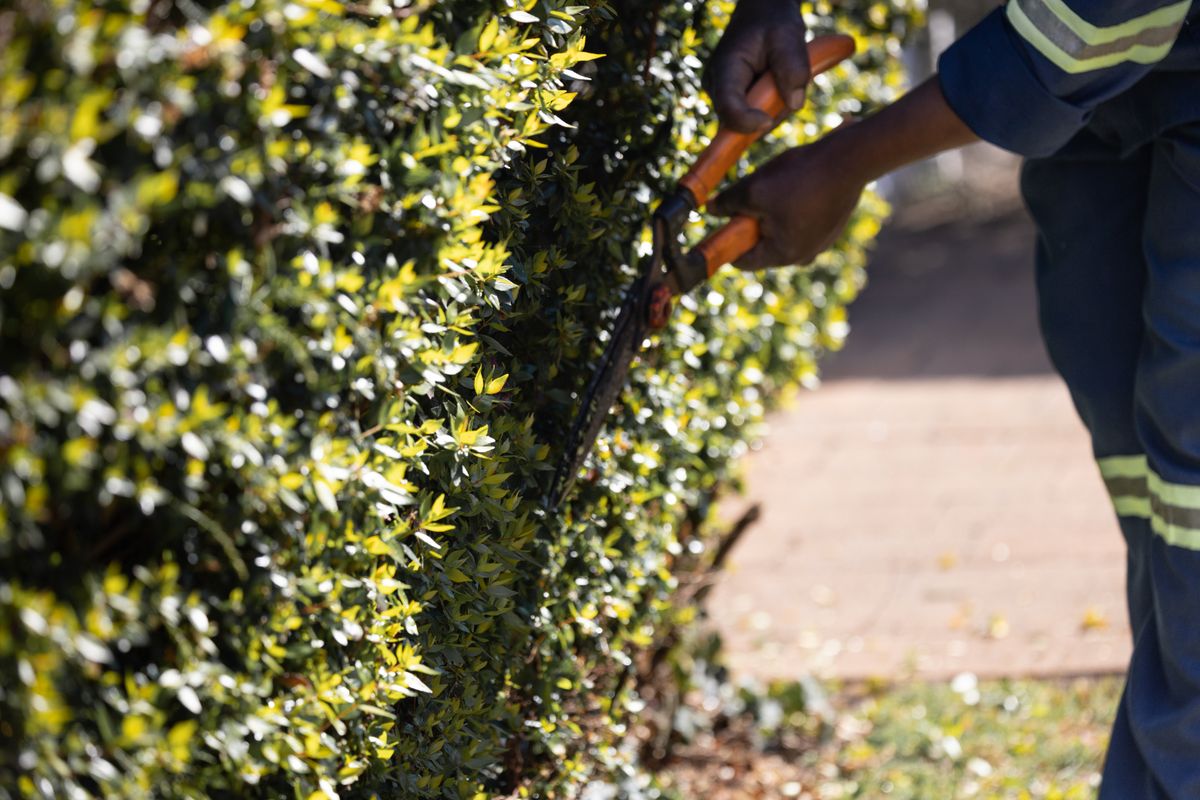 Manos de un jardinero recortando un seto con tijeras